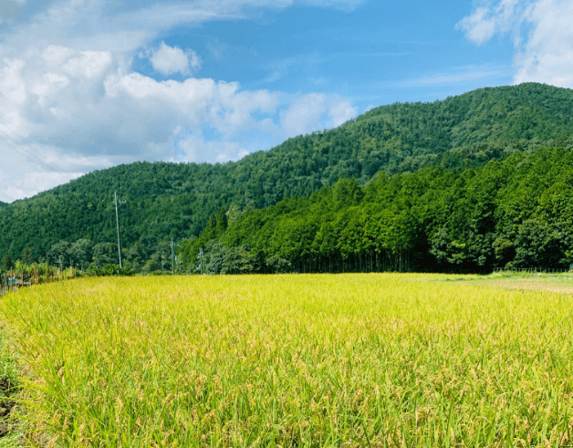 田園風景