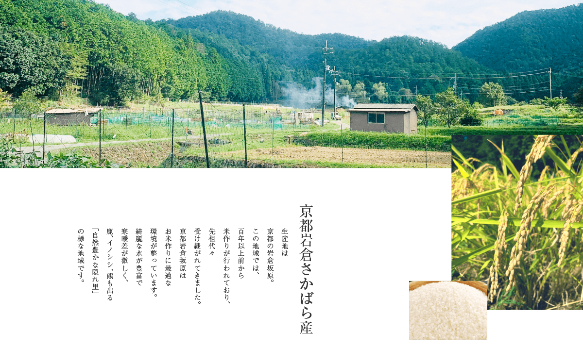 京都岩倉さかばら産 生産地は 京都の岩倉坂原。 この地域では、 百年以上前から 米作りが行われており、 先祖代々 受け継がれてきました。 京都岩倉坂原は お米作りに最適な 環境が整っています。 綺麗な水が豊富で 寒暖差が激しく、 鹿、イノシシ、熊も出る 「自然豊かな隠れ里」 の様な地域です。